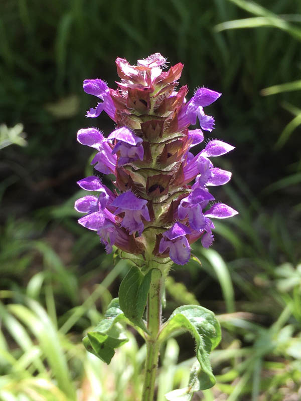 Prunella vulgaris